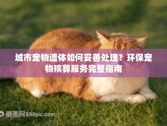 城市宠物遗体如何妥善处理?环保宠物殡葬服务完整指南 城市宠物遗体如何妥善处理?环保宠物殡葬服务完整指南