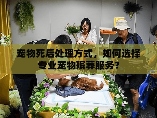 宠物死后处理方式，如何选择专业宠物殡葬服务？