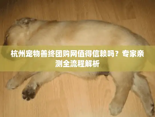 杭州宠物善终团购网值得信赖吗？专家亲测全流程解析
