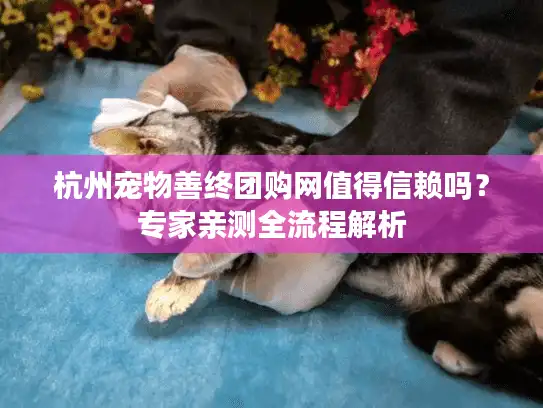 杭州宠物善终团购网值得信赖吗？专家亲测全流程解析