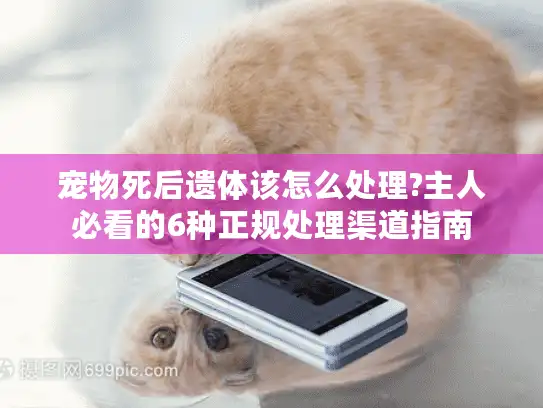 宠物死后遗体该怎么处理?主人必看的6种正规处理渠道指南 宠物死后遗体该怎么处理?主人必看的6种正规处理渠道指南