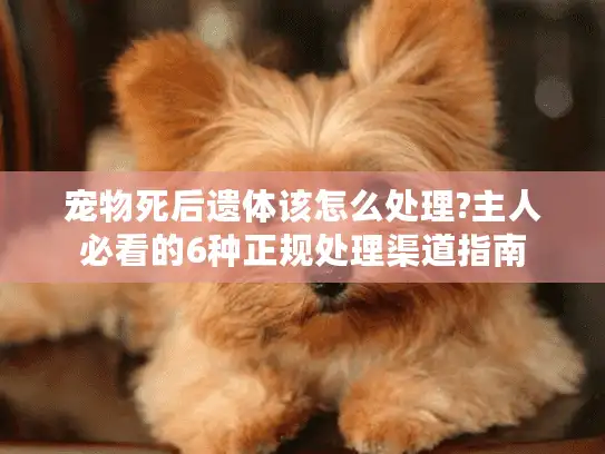 宠物死后遗体该怎么处理?主人必看的6种正规处理渠道指南 宠物死后遗体该怎么处理?主人必看的6种正规处理渠道指南