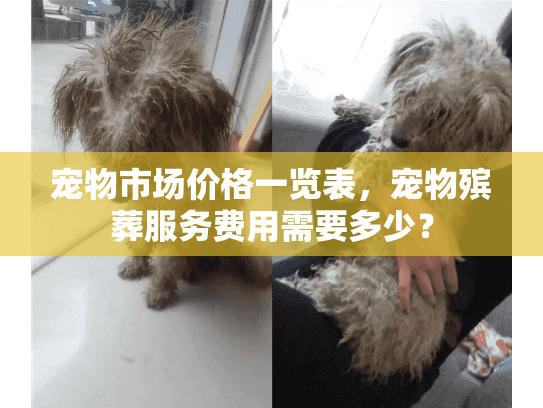 宠物市场价格一览表，宠物殡葬服务费用需要多少？