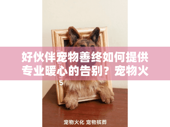 好伙伴宠物善终如何提供专业暖心的告别？宠物火化服务全方位解析