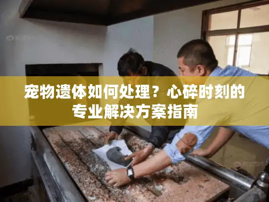 宠物遗体如何处理？心碎时刻的专业解决方案指南