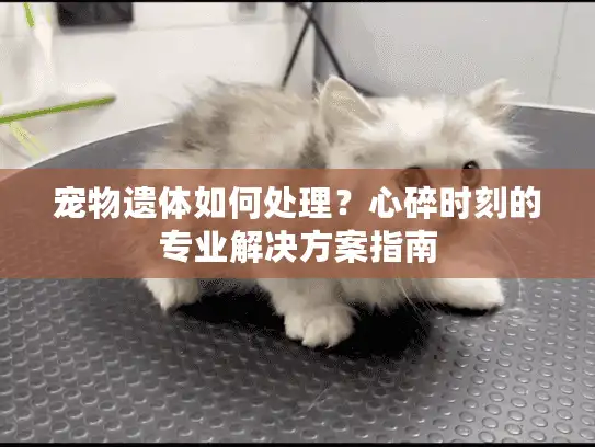 宠物遗体如何处理？心碎时刻的专业解决方案指南
