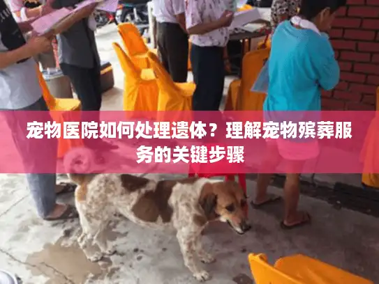 宠物医院如何处理遗体？理解宠物殡葬服务的关键步骤