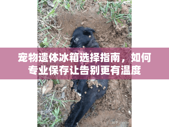 宠物遗体冰箱选择指南，如何专业保存让告别更有温度
