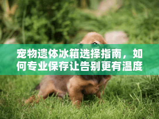 宠物遗体冰箱选择指南，如何专业保存让告别更有温度