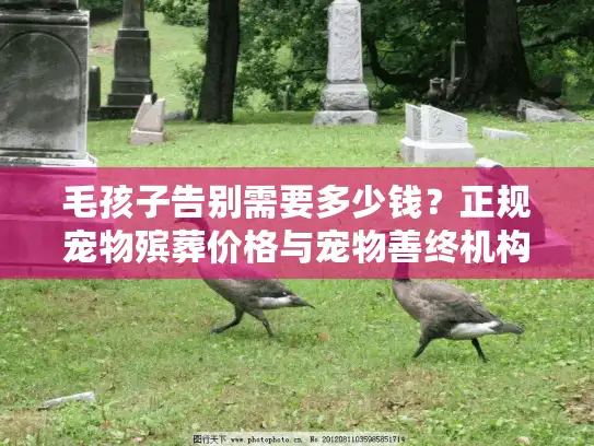 毛孩子告别需要多少钱?正规宠物殡葬价格与宠物善终机构收费明细揭秘 毛孩子告别需要多少钱?正规宠物殡葬价格与宠物善终机构收费明细揭秘