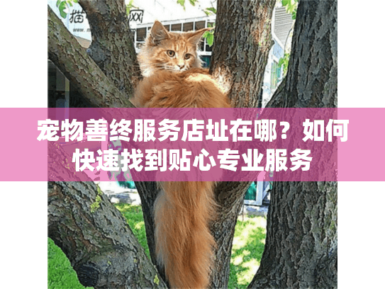 宠物善终服务店址在哪？如何快速找到贴心专业服务
