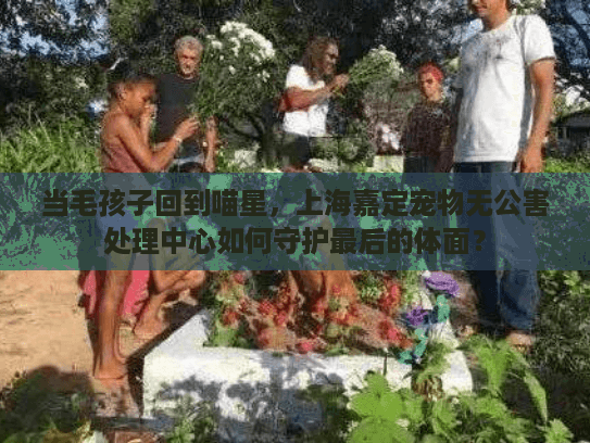 当毛孩子回到喵星，上海嘉定宠物无公害处理中心如何守护最后的体面？