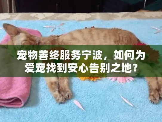 宠物善终服务宁波,如何为爱宠找到安心告别之地? 宠物善终服务宁波,如何为爱宠找到安心告别之地?