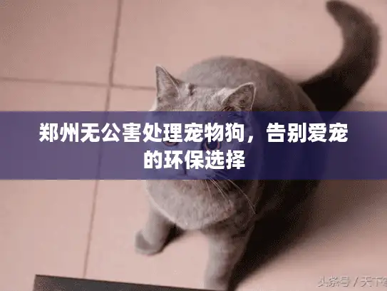 郑州无公害处理宠物狗,告别爱宠的环保选择 郑州无公害处理宠物狗,告别爱宠的环保选择
