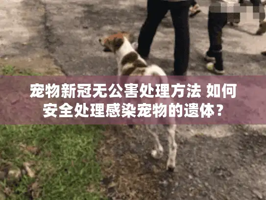 宠物新冠无公害处理方法 如何安全处理感染宠物的遗体？