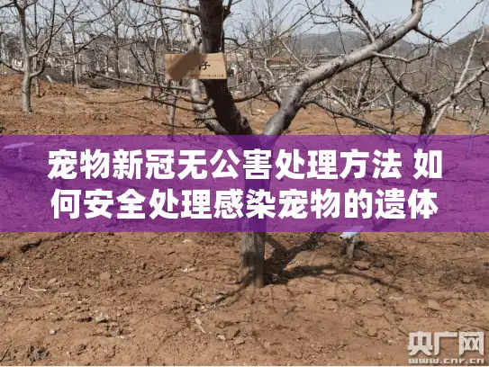 宠物新冠无公害处理方法 如何安全处理感染宠物的遗体？