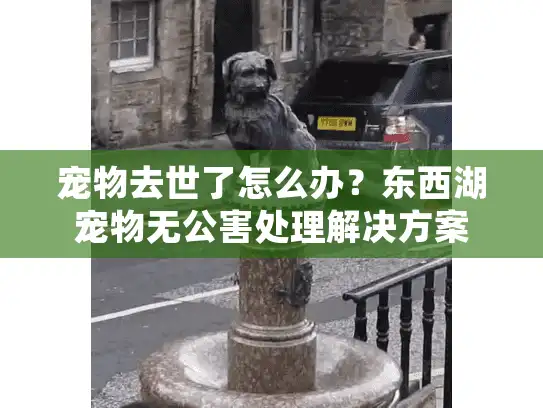 宠物去世了怎么办？东西湖宠物无公害处理解决方案