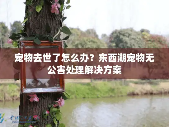 宠物去世了怎么办？东西湖宠物无公害处理解决方案
