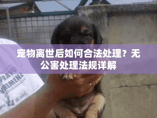 宠物离世后如何合法处理？无公害处理法规详解