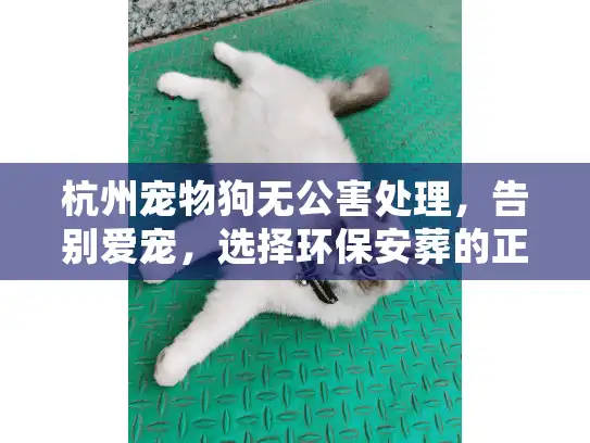 杭州宠物狗无公害处理，告别爱宠，选择环保安葬的正确方式