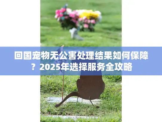 回国宠物无公害处理结果如何保障？2025年选择服务全攻略