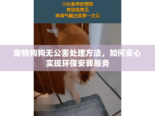 宠物狗狗无公害处理方法，如何安心实现环保安葬服务