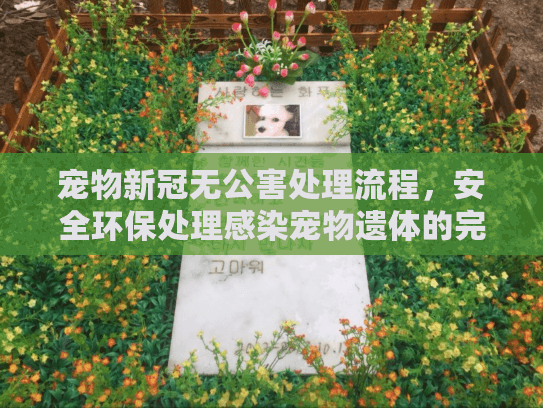 宠物新冠无公害处理流程，安全环保处理感染宠物遗体的完整指南