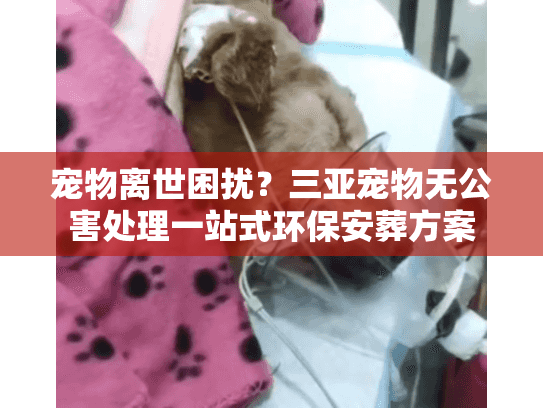 宠物离世困扰？三亚宠物无公害处理一站式环保安葬方案