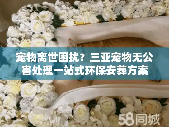 宠物离世困扰？三亚宠物无公害处理一站式环保安葬方案