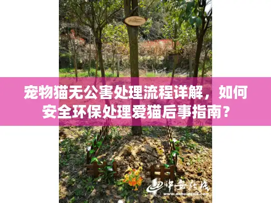 宠物猫无公害处理流程详解，如何安全环保处理爱猫后事指南？