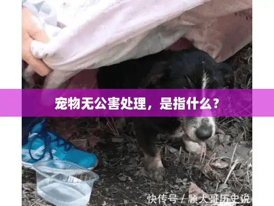 宠物无公害处理，是指什么？