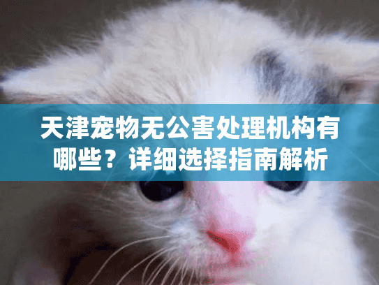 天津宠物无公害处理机构有哪些？详细选择指南解析