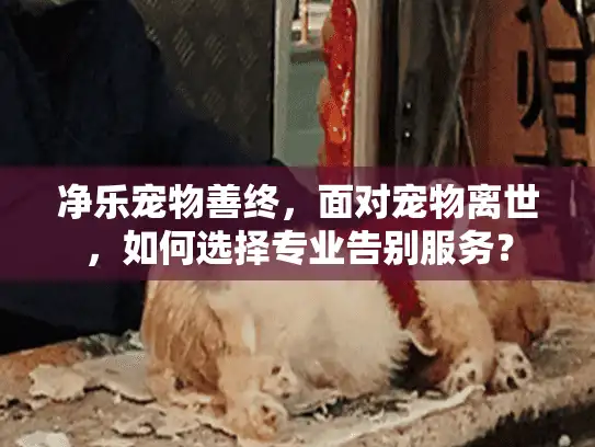 净乐宠物善终，面对宠物离世，如何选择专业告别服务？