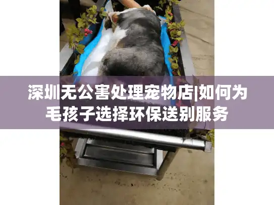 深圳无公害处理宠物店|如何为毛孩子选择环保送别服务 深圳无公害处理宠物店|如何为毛孩子选择环保送别服务