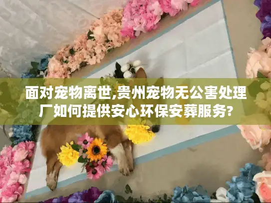 面对宠物离世,贵州宠物无公害处理厂如何提供安心环保安葬服务? 面对宠物离世,贵州宠物无公害处理厂如何提供安心环保安葬服务?