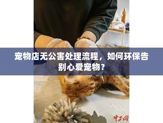 宠物店无公害处理流程，如何环保告别心爱宠物？