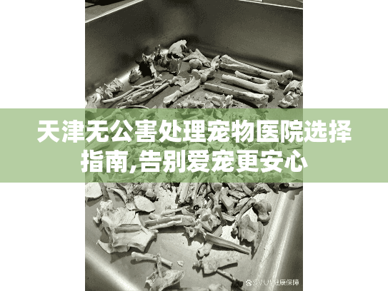 天津无公害处理宠物医院选择指南,告别爱宠更安心