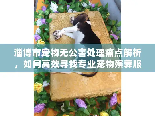 淄博市宠物无公害处理痛点解析，如何高效寻找专业宠物殡葬服务