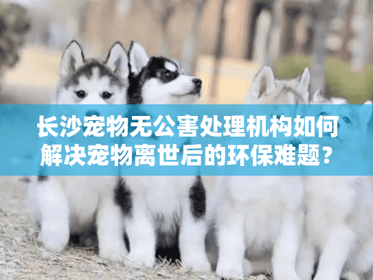 长沙宠物无公害处理机构如何解决宠物离世后的环保难题？