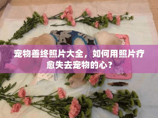 宠物善终照片大全，如何用照片疗愈失去宠物的心？