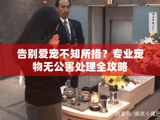 告别爱宠不知所措?专业宠物无公害处理全攻略 告别爱宠不知所措?专业宠物无公害处理全攻略