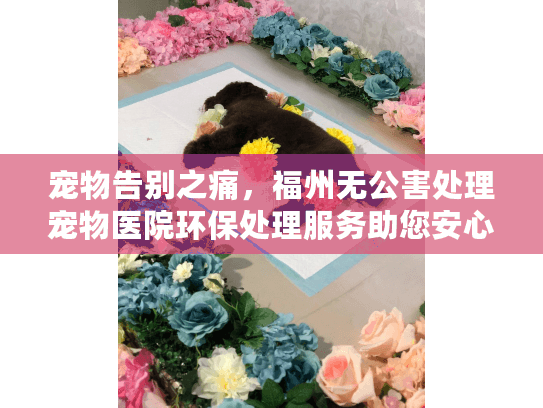 宠物告别之痛，福州无公害处理宠物医院环保处理服务助您安心？