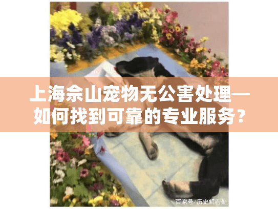 上海佘山宠物无公害处理—如何找到可靠的专业服务？