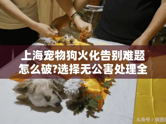 上海宠物狗火化告别难题怎么破?选择无公害处理全流程详解