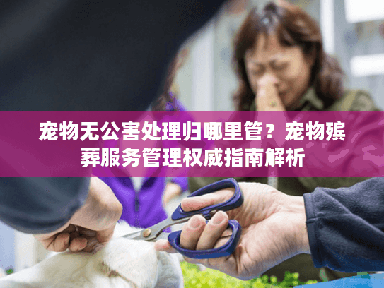 宠物无公害处理归哪里管？宠物殡葬服务管理权威指南解析