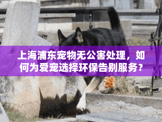 上海浦东宠物无公害处理，如何为爱宠选择环保告别服务？