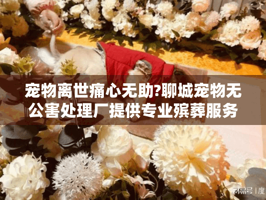 宠物离世痛心无助?聊城宠物无公害处理厂提供专业殡葬服务 宠物离世痛心无助?聊城宠物无公害处理厂提供专业殡葬服务