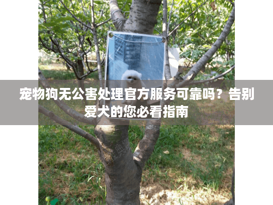 宠物狗无公害处理官方服务可靠吗?告别爱犬的您必看指南 宠物狗无公害处理官方服务可靠吗?告别爱犬的您必看指南
