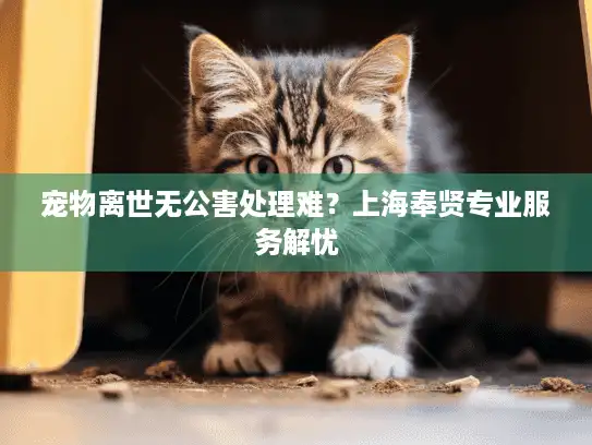 宠物离世无公害处理难？上海奉贤专业服务解忧