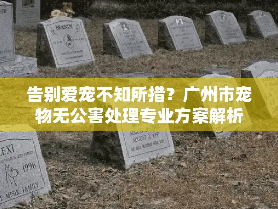 告别爱宠不知所措？广州市宠物无公害处理专业方案解析